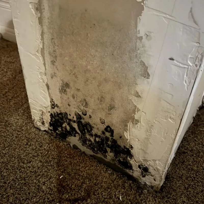 Professional Mold Removal in Brazos County, TX